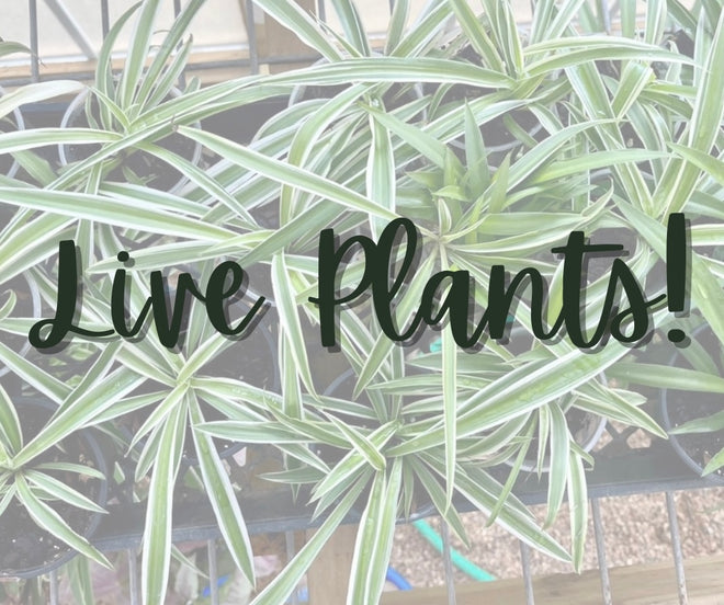 Live Plants!
