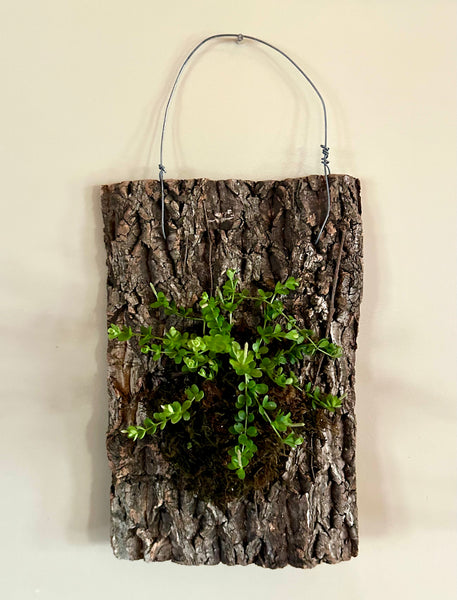 February 21st Mounted Plant Workshop