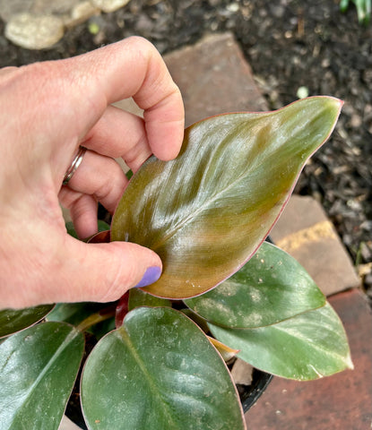 6” Philodendron 'Congo Rojo'