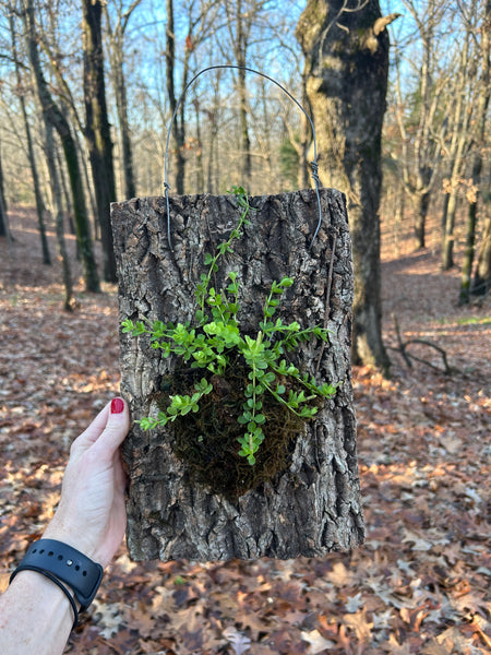 February 21st Mounted Plant Workshop