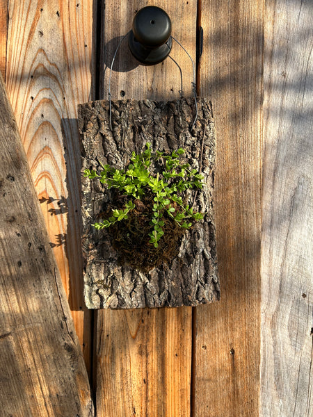 February 21st Mounted Plant Workshop
