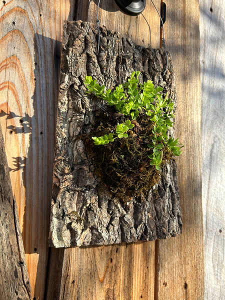 February 21st Mounted Plant Workshop