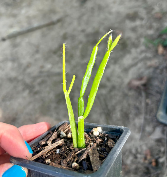 2.5” Rhipsalis micrantha