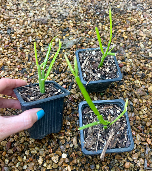 2.5” Rhipsalis micrantha