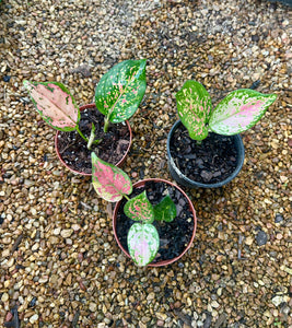 Aglaonema ‘Lady Valentine’