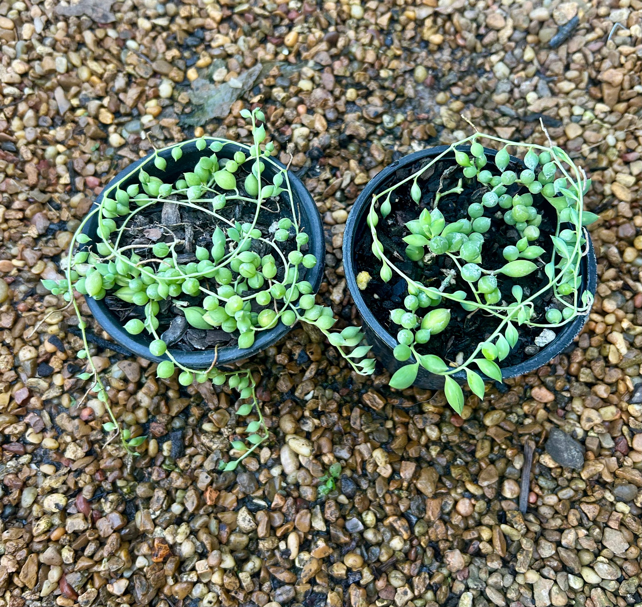 4” String of Raindrops