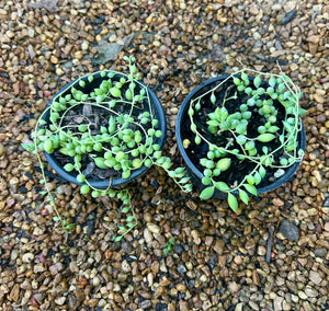 4” String of Raindrops