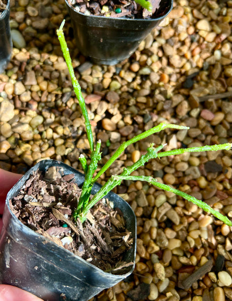 2” Bundle of Sticks