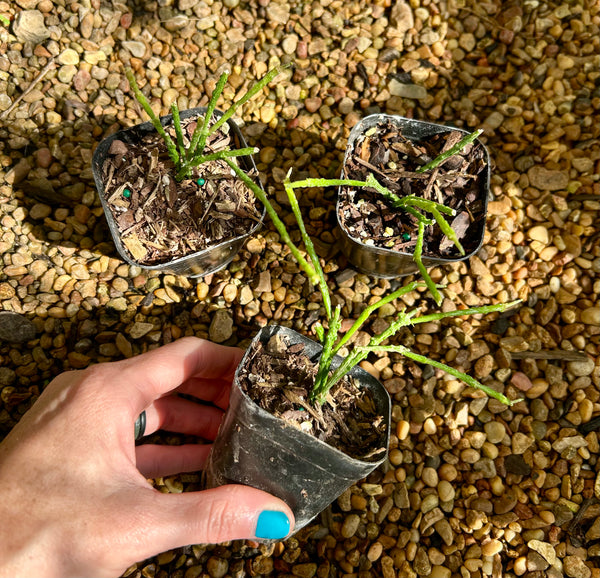 2” Bundle of Sticks