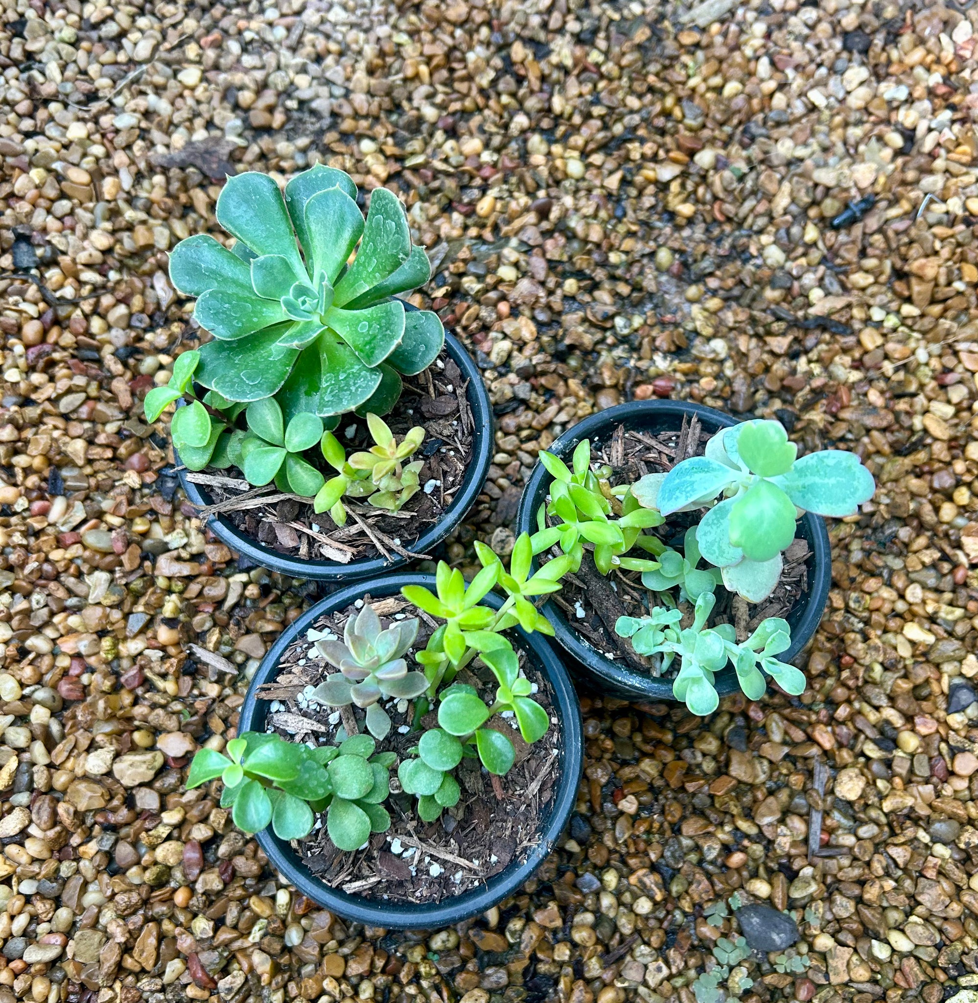 4” Succulent Mix