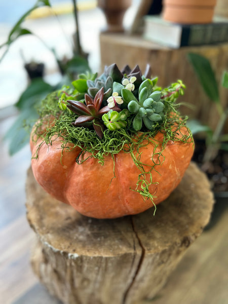 October 2nd Pumpkin Succulent Centerpiece Workshop