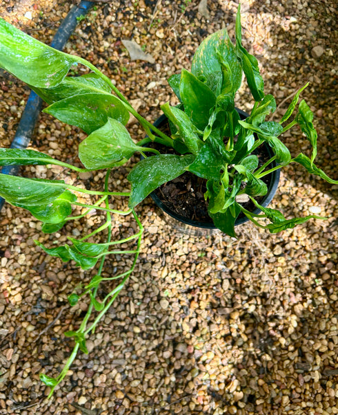 6” ‘Shangri La’ Pothos