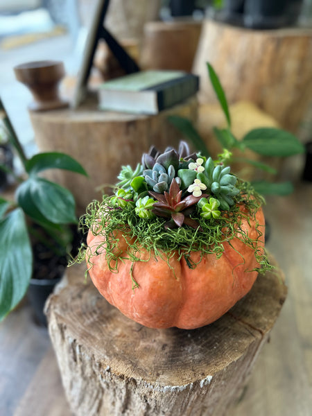 October 2nd Pumpkin Succulent Centerpiece Workshop