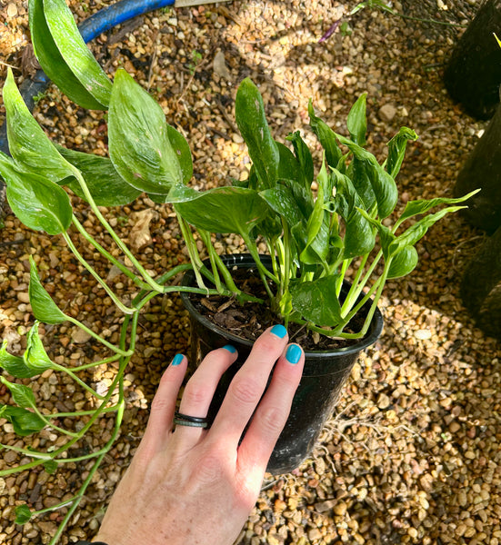 6” ‘Shangri La’ Pothos