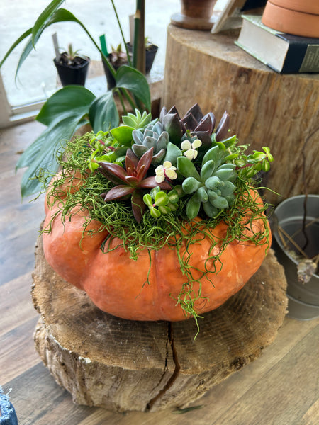 October 2nd Pumpkin Succulent Centerpiece Workshop