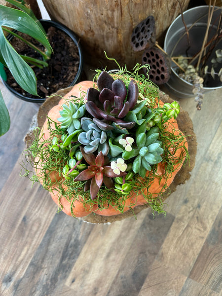 October 2nd Pumpkin Succulent Centerpiece Workshop