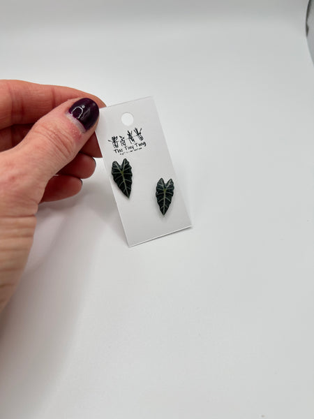 Alocasia Post Earrings
